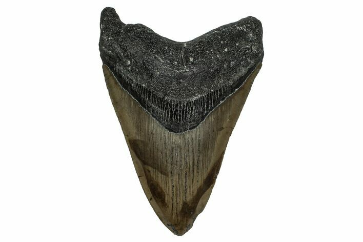 Serrated, Fossil Megalodon Tooth - North Carolina #338574